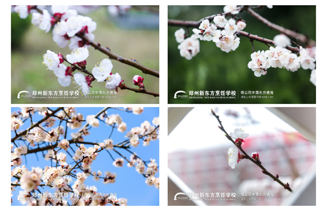 郑州新东方一年四季